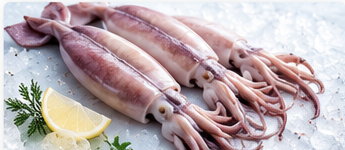 Tintenfisch