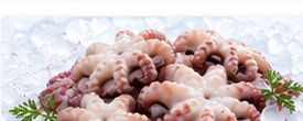 Baby Oktopus
