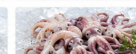 Tintenfisch Köpfe & Tentakel